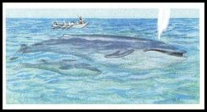 7 Blue Whale